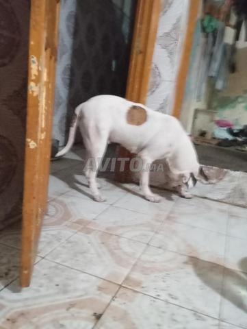 Staff croisé dogo 1 an et 9 mois - 2