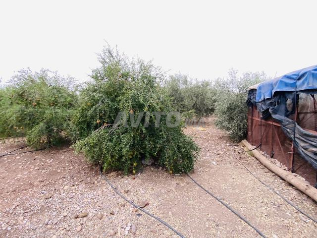 🌿 أرض مسجلة للبيع - طريق فاس، مراكش - 2