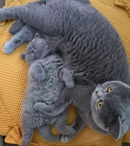 Magnifique chaton Scottish - 2