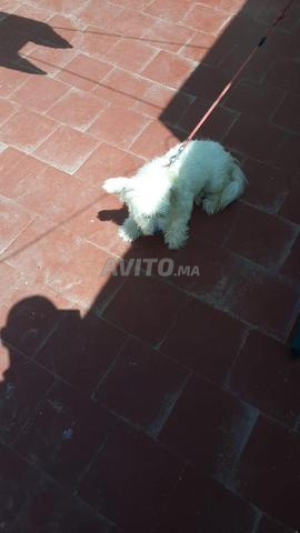 Chien caniche - 2