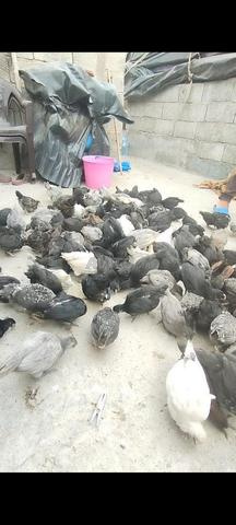 النواحي أزمور - 2