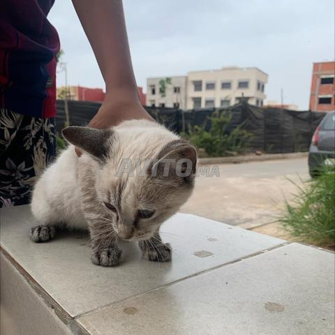 chatte siamoise croisée disponible de suite - 2