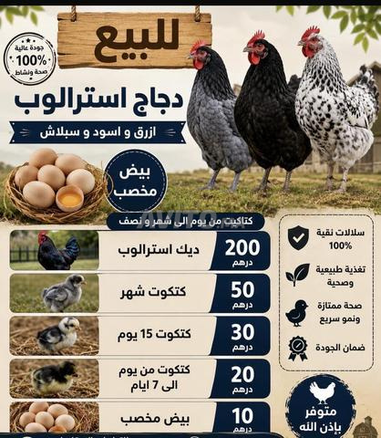 Poule œuf poussin