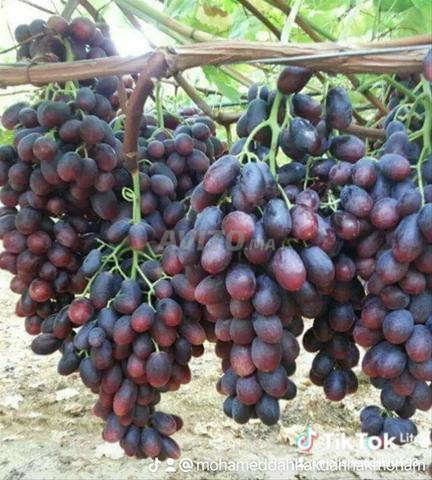 إنتاج عنب المائدة للتصدير