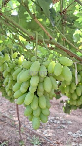 إنتاج عنب المائدة للتصدير - 2