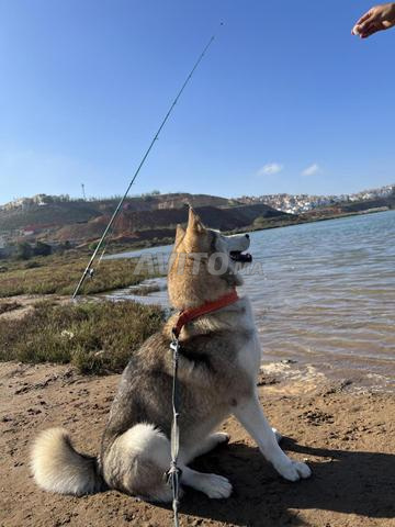 Belle femelle husky - 2
