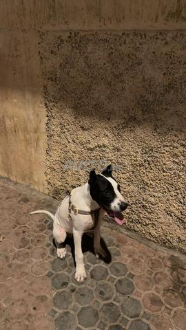 Dogue Argentin - 2