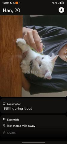 Chat mâle - 2