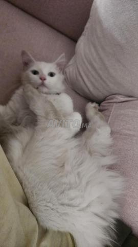 Chat mâle - 2