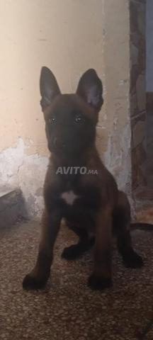 Chiot malinois - 2