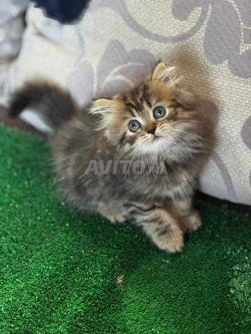 Chat Persan - 2