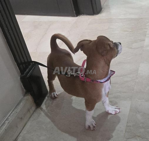Chienne chihuahua - 2