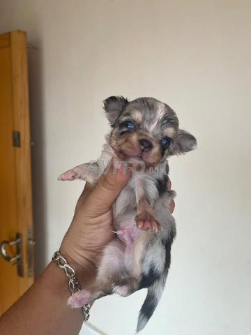 Chihuahua Merle yeux bleus Chiot - 2