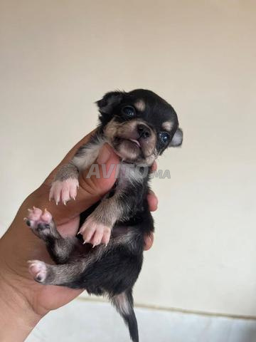 Chiot Chihuahua Blacktan Toy - 2