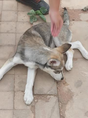 Husky pur race Sabirian - 2