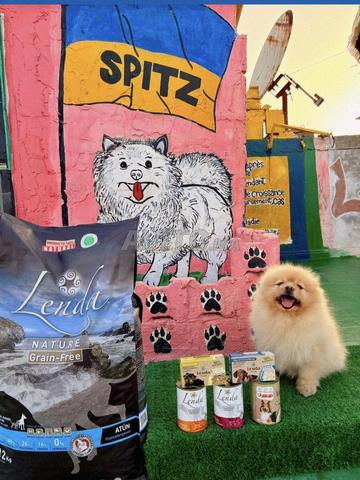 Spitz Pomeranian - 2