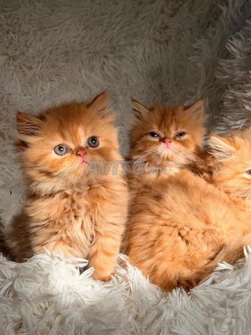 Chaton persan pure race - 2