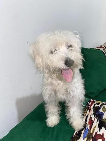 Bichon maltais - 2
