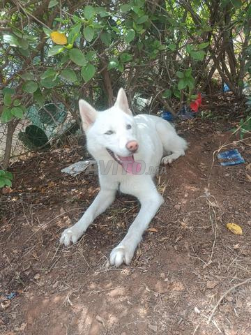 Husky pur - 2