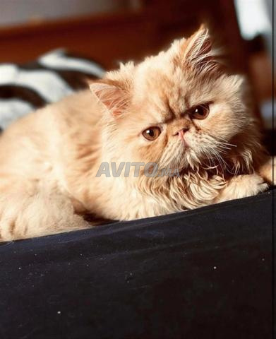 Chat persan - 2
