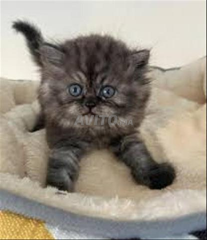 Bébé chat person top - 2