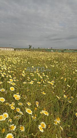 7 hectares titrés à Sidi Allal El Bahraoui