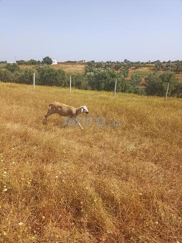7 hectares titrés à Sidi Allal El Bahraoui - 2
