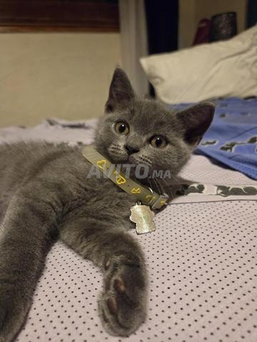 Chaton Scottish femelle grise - 2
