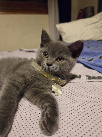 Chaton Scottish femelle grise - 2