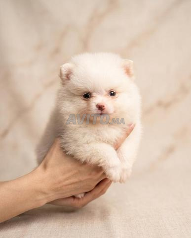 Chiots Spitz nain - 2