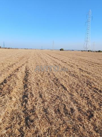 أم عزة نواحي عين العودة زعير والرباط