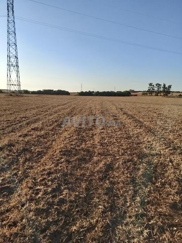 أم عزة نواحي عين العودة زعير والرباط - 2