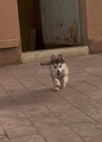 Husky magnifique, Mashallah - 2