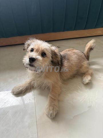 Chiot Bichon - 2