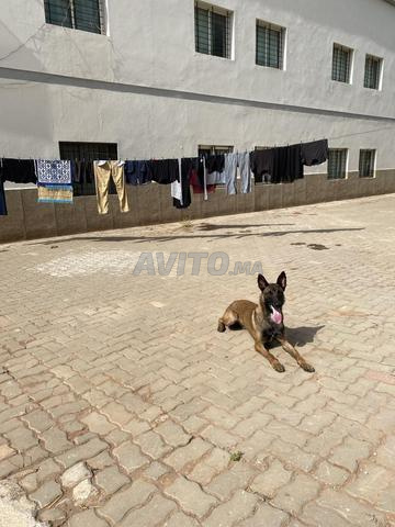 Malinois Mâle à vendre - 2