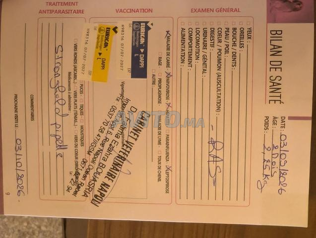 Bouledogue Français femelle vaccinée à Rabat. - 2