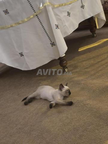 Chat siamois à adopter - 2