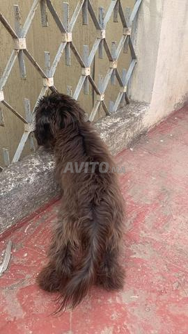 Grand chien Tanger - 2