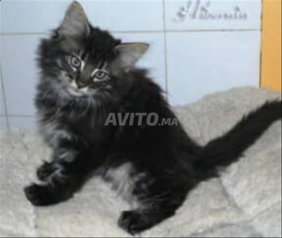 Bébés chatons bleus - 2