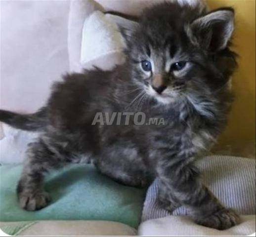 Bébé chaton norvégien âgé de 50 jours - 2