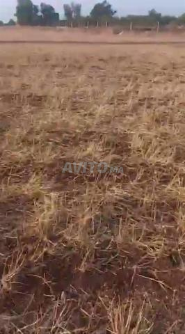 أرض فلاحية للبيع - 2