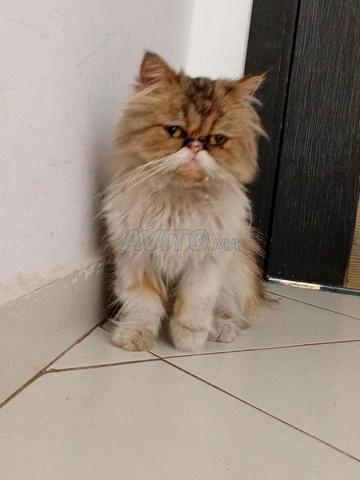 Chat persan à vendre, négociable - 2