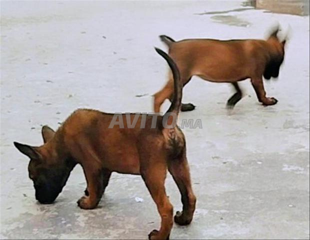 Malinois charbon - 2