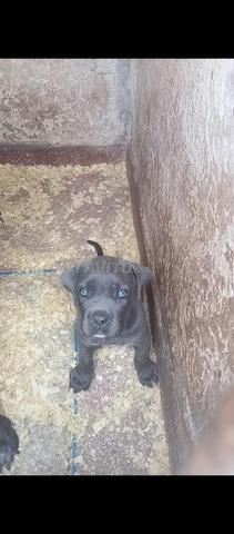 Femelle chien corse âge 2 mois