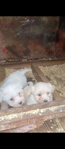 Chiots Bichon Maltais - 2
