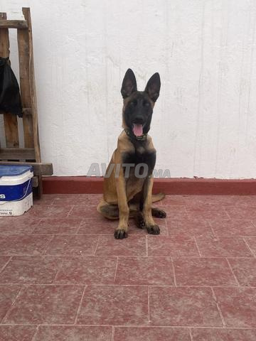 Malinois 4 mois - 2