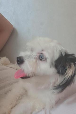 كلبة صغيرة من سلالة مالتيبو (Maltipoo / Bichon)
