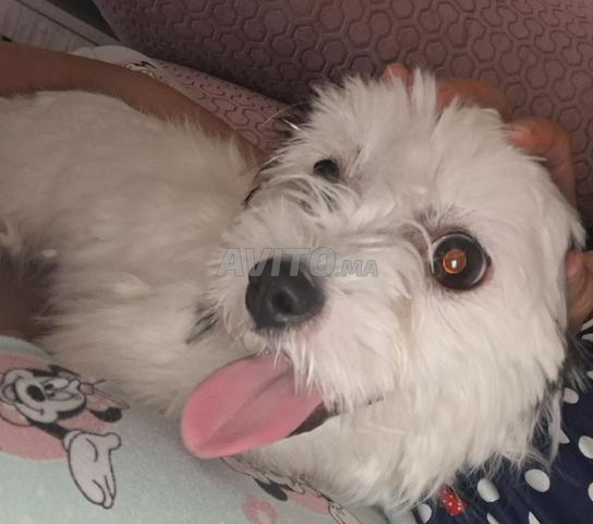Petite chienne de race Maltipoo (Maltipoo / Bichon) - 2