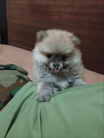 Chiots Spitz - 2