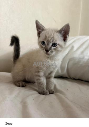 Chat Siamois et Angora - 2